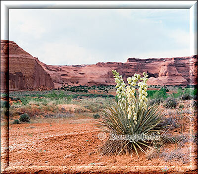 Arches Park, in diesem Bereich finden wir diese blühende Jucca 