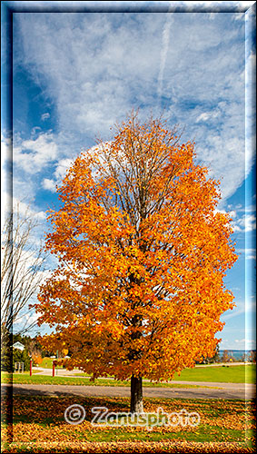 Vom Indian Summer gefärbter Baum