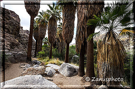 Palm Canyon, auf einem Trail bewegen wir uns im Indian Canyon