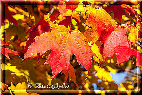 New England - Maine, rote Blätter eines Amberbaum in Ellsworth