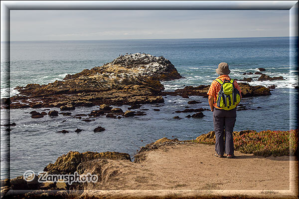 Pebble Beach, Waltraut schaut zu einer Felsengruppe die von Moeven bevölkert ist 