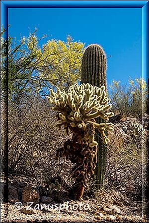 Tucson, ein Cholla Kaktus und ein junger Saguaro stehen dicht nebeneinander