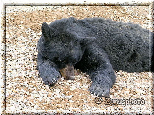 Toter Schwarzbär am Rand der Gravel Road