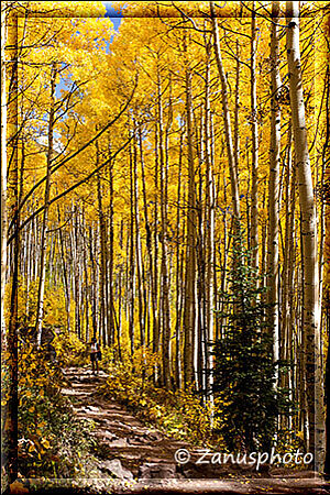 Maroon Bells,  Aspenumrankt ist unsere Pfadspur nach unten 