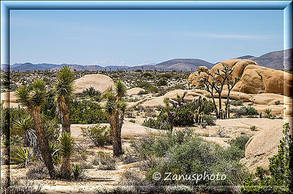 Joshua Tree, wir stehen vor dem Gebiet in das wir gerade hinein wollen