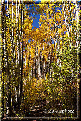 Maroon Bells Lake, durch Aspenwald steigen wir aufwärts