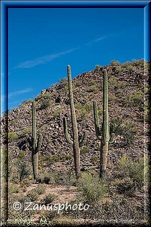 Tucson, hier sehen wir drei kleinere Saguaro Kakteen vor uns an einem Hügelrand