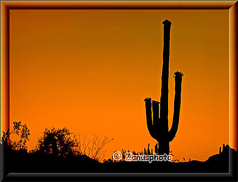 Saguaro im goldenen Sunsetlicht zeigt sich im Organ Pipe Park