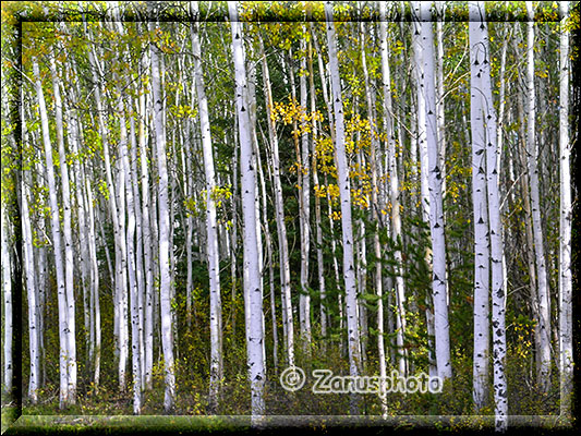 Aspenhain im Herbst