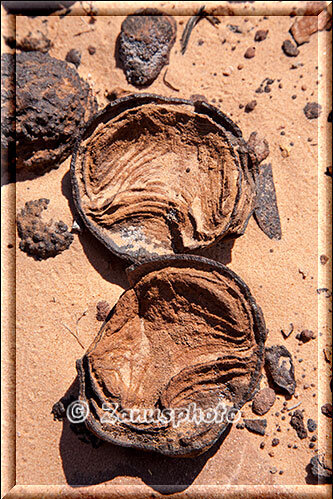 Moqui Marble, zwei etwas geleerte Kugeln im Sand vor uns