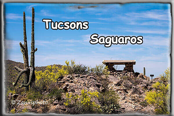 Tucson, von der City aus sind wir in der Wüste unterwegs um schöne Orte zu entdecken