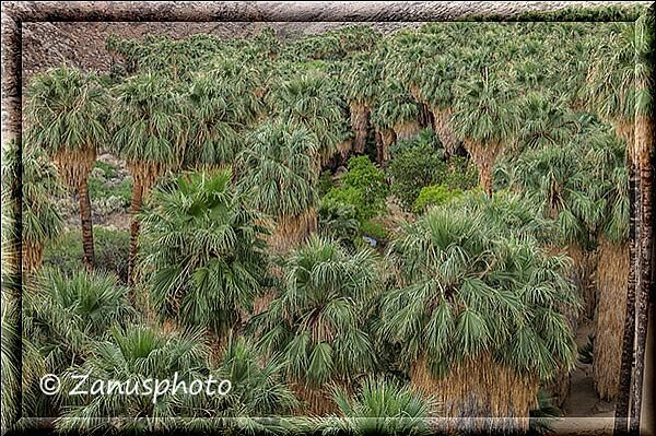 Palm Canyon, von weiter oben Blicken wir direkt auf einen Palmenhain