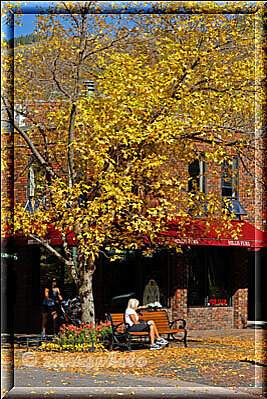 Aspen, eine Frau sitzt unter einem herbstlich gefärbten Baum in der City