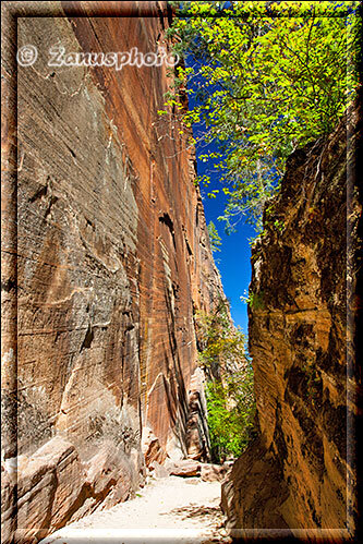 Zion Park, steile hohe Wände finden wir am Hidden Canyon