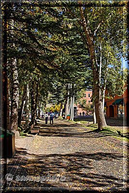 Aspen, noch gibt es in der City viele Bäume wo sich grüne Blätter befinden