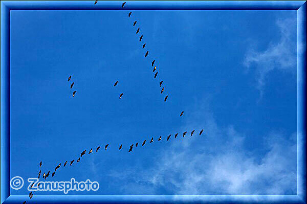 Campbell Highway, Kanada Gänse ziehen im Formationsflug am Himmel über uns nach Süden