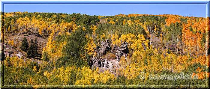 Cumbres Railroad, nach einigen Kurven sind gerade wieder schöne Aspenwälder zu sehen