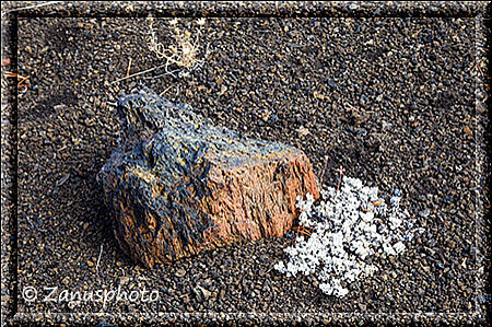 Craters of the Moon, Vegetation in einem Lavafeld