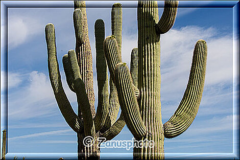 Vermutlich schon über 100Jahre alte Kakteen im Organ Pipe National Park