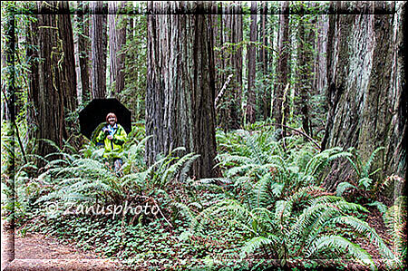 Giant Redwoods, Zwischen den Redwoods hat sich eine Frau mit Regenschirm hineingestellt