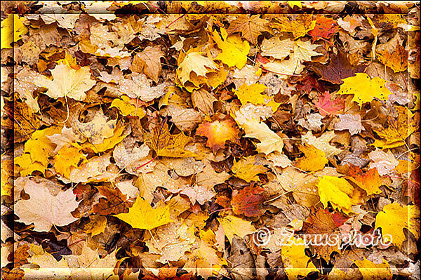 New England - New Brunswick, buntes Laub des Indian Summer liegt vor uns