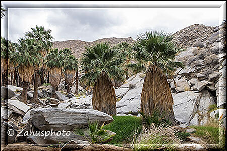 Palm Canyon, in einem Felsenkessel finden wir diese jüngeren Palmen gut vor Sturm geschützt