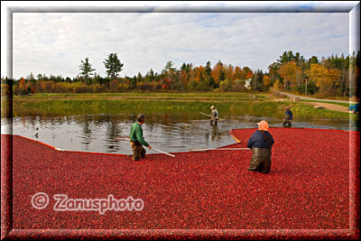 Alles voll mit den Berrys