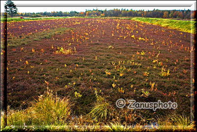 Abgeerntetes Cranberry Feld