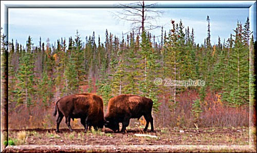 Bisons beim Kraeftemessen