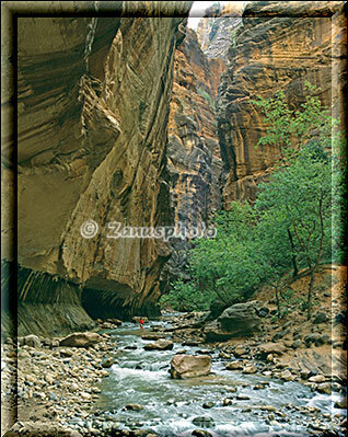 Narrows im Zion, meine Frau steht schon weiter hinten im Virgin River