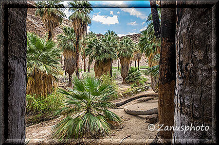 Palm Canyon, jetzt sind wir auf dem Palm Trail unterwegs