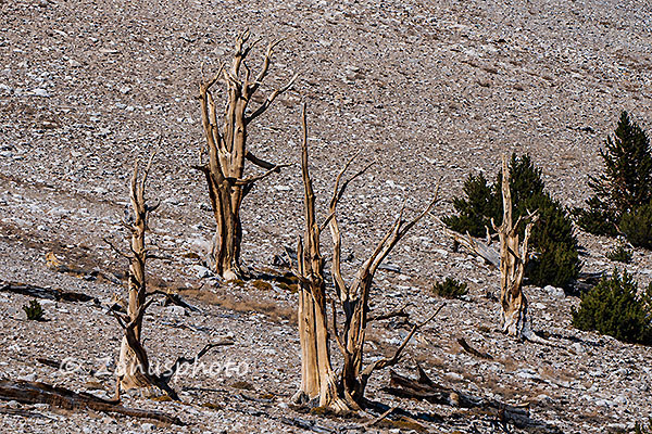 Patriarch Grove, vier Nadellose Baumgerippe zeigen sich dem Fotografen im Felsbereich