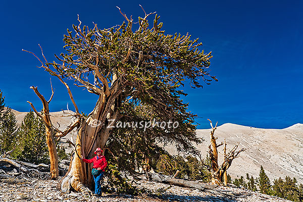 Patriarch Grove, die Wanderin stellt sich dem Fotografen zur Ansicht