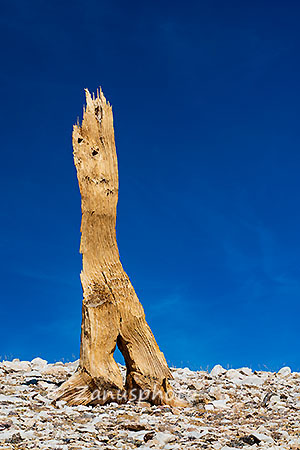 Patriarch Grove, der Rest eines Baumstumpfes steht allein am Felshang