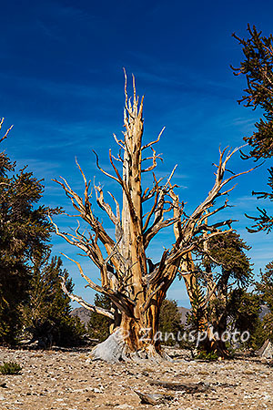 Patriarch Grove, eine Blattloser Baum steht inmitten anderer Bäume