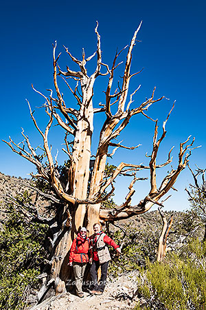 Patriarch Grove, zwei Wnderer stehen vor einem Blattlosen Baum am Trail