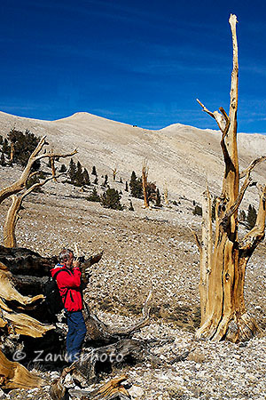 Patriarch Grove, Fotograf mit Kamera vor einem Baumgerippe ohne jede Nadel