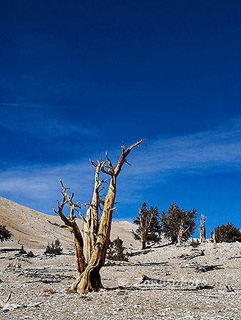 Patriarch Grove, ein Nadelloser Baum steht vor einer Gruppe noch benadelter Bäume